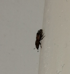 Coleoptera