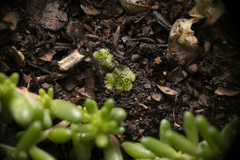 Marchantia polymorpha