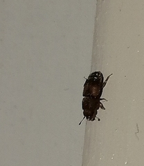 Coleoptera