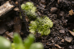 Marchantia polymorpha