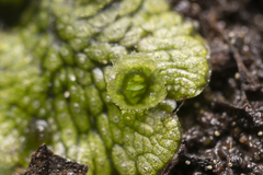 Marchantia polymorpha