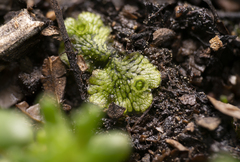 Marchantia polymorpha