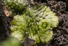 Marchantia polymorpha