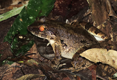 Limnonectes leporinus