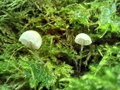 Mycena clavularis