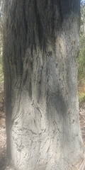 Eucalyptus sieberi
