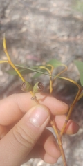 Eucalyptus sieberi