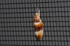 Piloprepes anassa