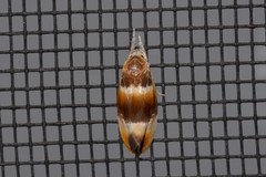 Piloprepes anassa