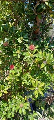 Banksia ilicifolia