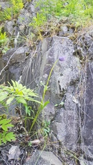 Pulsatilla dahurica
