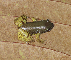 Chaperina fusca