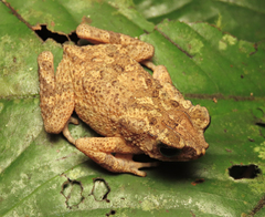 Ingerophrynus divergens