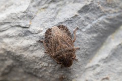 Sciocoris microphthalmus