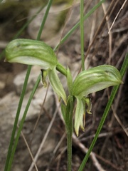Pterostylis macilenta