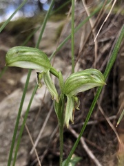 Pterostylis macilenta