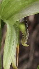 Pterostylis macilenta