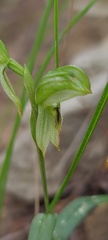 Pterostylis macilenta