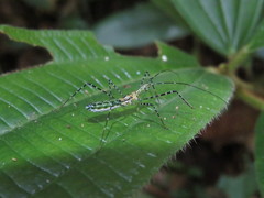 Zelus annulosus