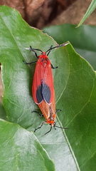 Phauda flammans