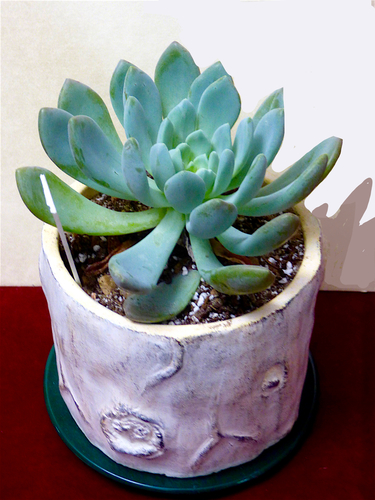 Midnight Ice (× pachyveria)