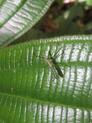 Zelus annulosus