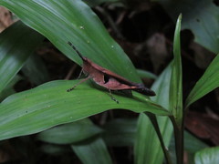 Xiphiola cyanoptera