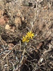 Grindelia hallii