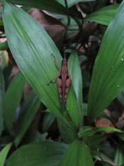 Xiphiola cyanoptera
