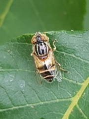 Eristalinus megacephalus