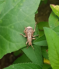 Episomus chinensis