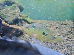 Amphilophus trimaculatus