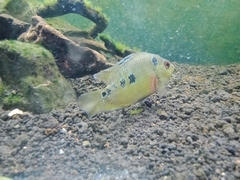 Amphilophus trimaculatus