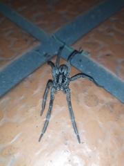 Lycosa erythrognatha