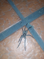 Lycosa erythrognatha