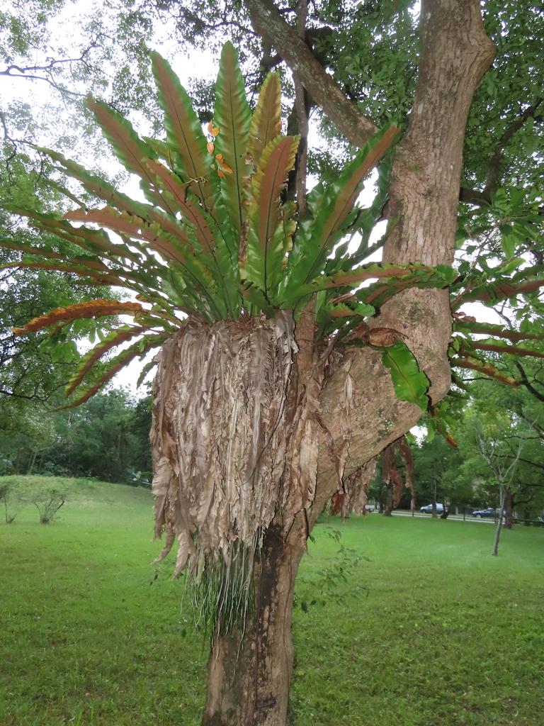 Asplenium setoi