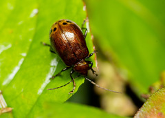 Gallerucida singularis