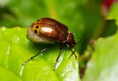 Gallerucida singularis