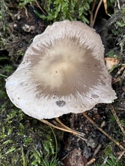 Psathyrella artemisiae
