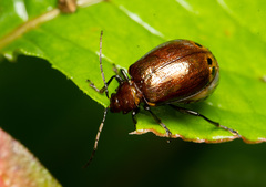 Gallerucida singularis