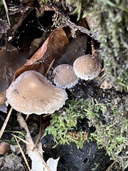 Psathyrella artemisiae