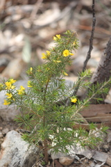 Pultenaea acerosa