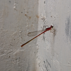 Agriocnemis pygmaea