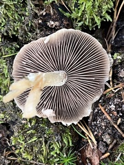 Psathyrella artemisiae