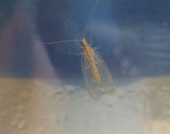 Chrysoperla carnea