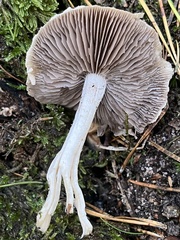 Psathyrella artemisiae