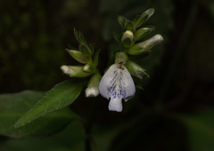 Rungia chinensis