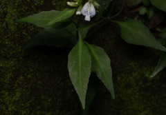 Rungia chinensis
