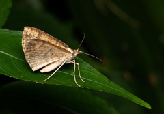Synegia