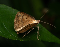 Synegia